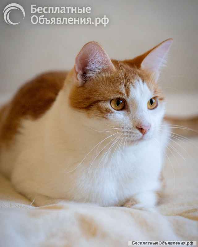 Котик из домашнего приюта