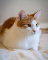 Котик из домашнего приюта