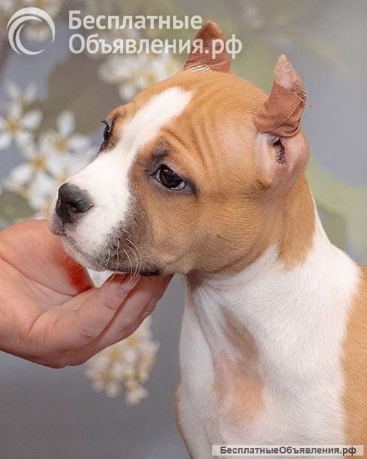 Породистые Щенки АСТ (АмСтафф) на продажу