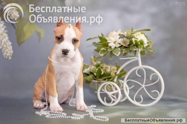 Породистые Щенки АСТ (АмСтафф) на продажу