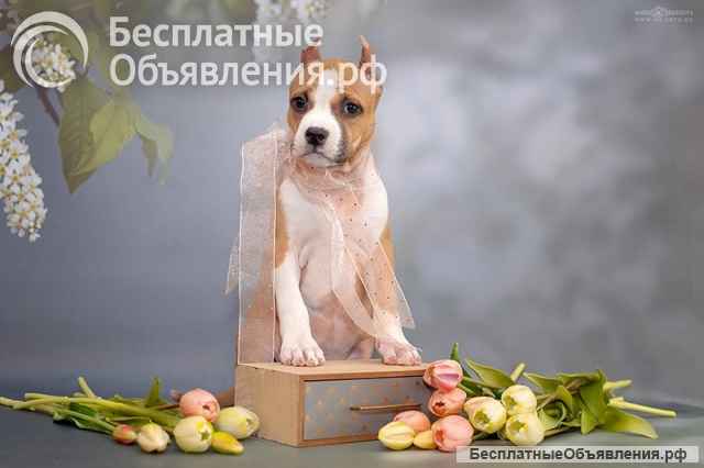 Породистые Щенки АСТ (АмСтафф) на продажу