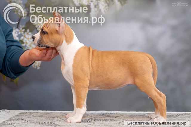 Породистые Щенки АСТ (АмСтафф) на продажу