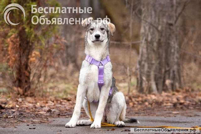 Ласковая малышка Рэя ищет семью