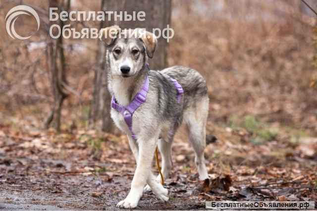 Ласковая малышка Рэя ищет семью