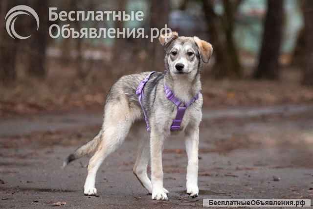 Ласковая малышка Рэя ищет семью