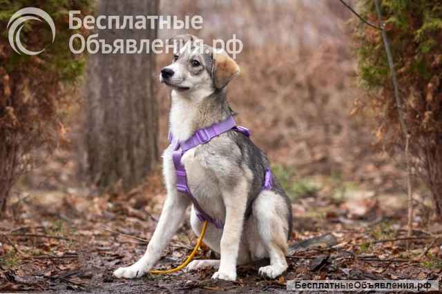 Ласковая малышка Рэя ищет семью