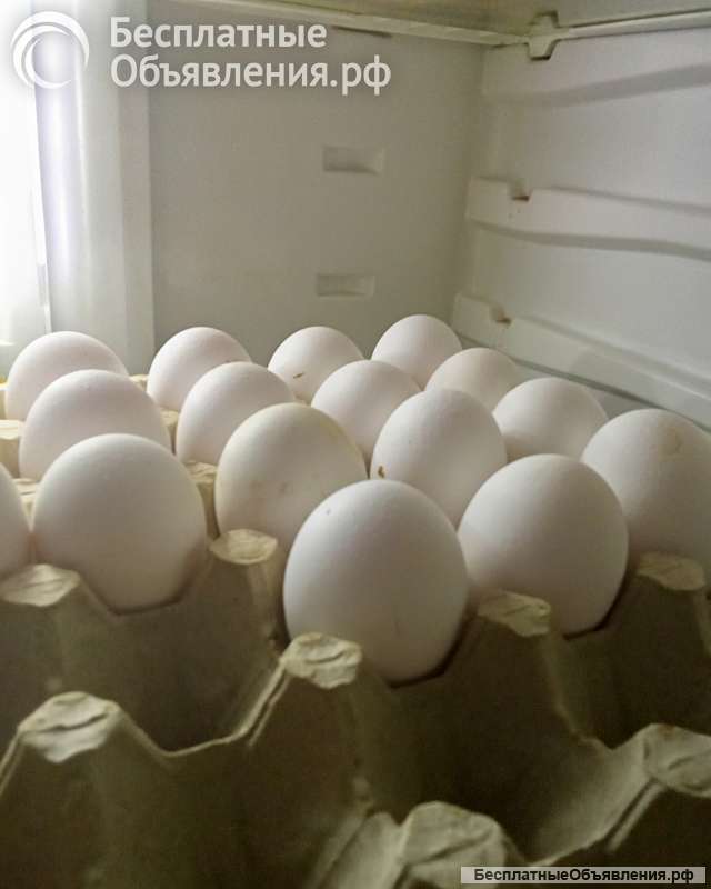 Куриные яйца