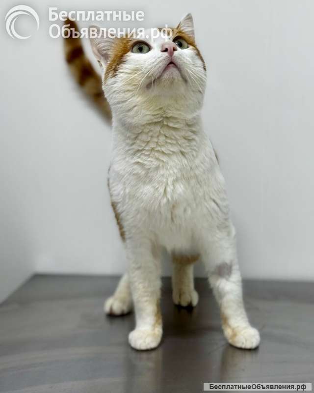 Дом Фили - клетка