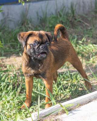 Короткошерстный гриффон- пти брабансон Ред. Апрель 2025