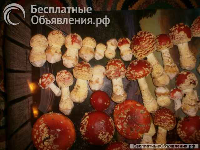 Купить Мухомор в Санкт-Петербурге в вакууме 50 г