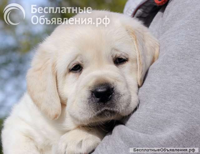 Щенки лабрадора в Калининграде