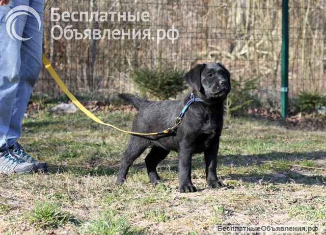 Щенки лабрадора в Калининграде