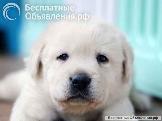 Щенки лабрадора в Калининграде