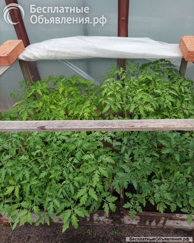 Рассада помидоров, саженцев