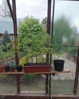 Рассада помидоров, саженцев