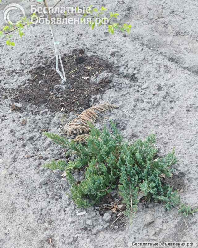 Рассада помидоров, саженцев