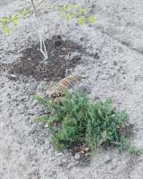 Рассада помидоров, саженцев