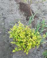 Рассада помидоров, саженцев