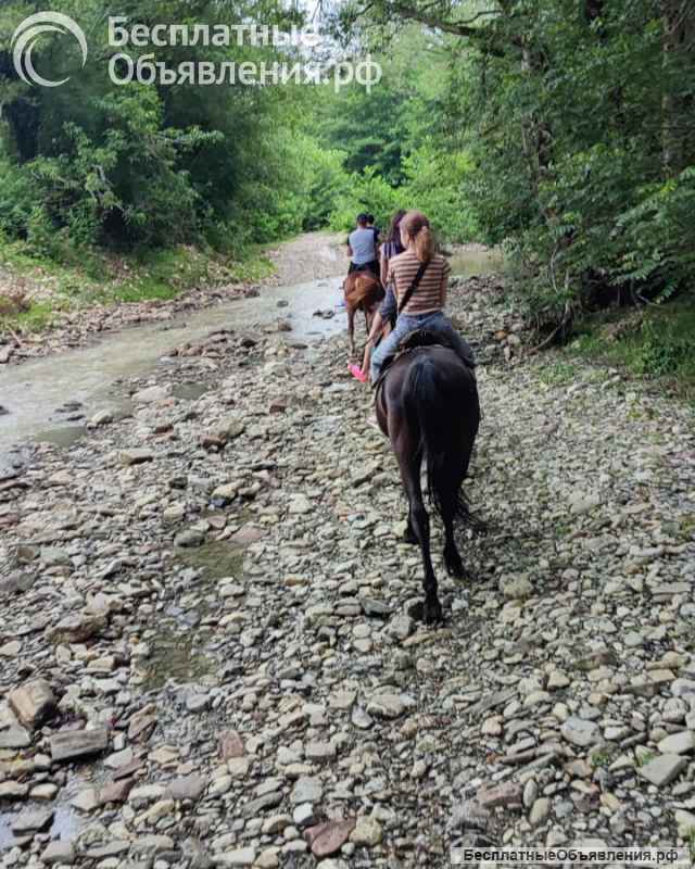 Конные прогулки в Сочи - Лоо