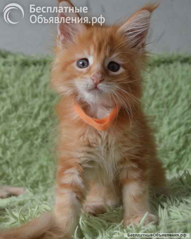 Котята мейн-кун. Разные окрасы