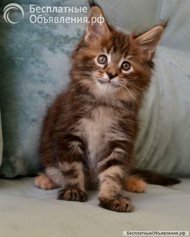 Котята мейн-кун. Разные окрасы