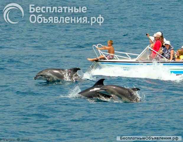 Морская прогулка к дельфинам на катере в Адлере