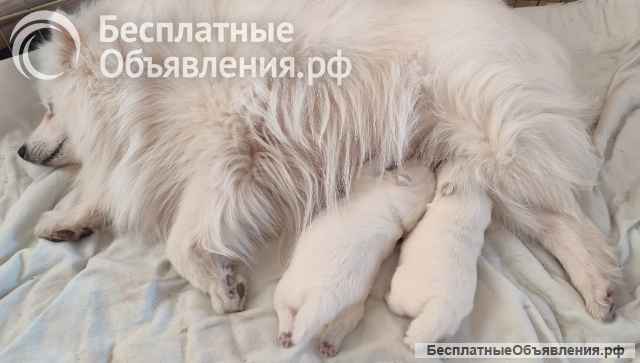 Японский шпиц щенки девочки