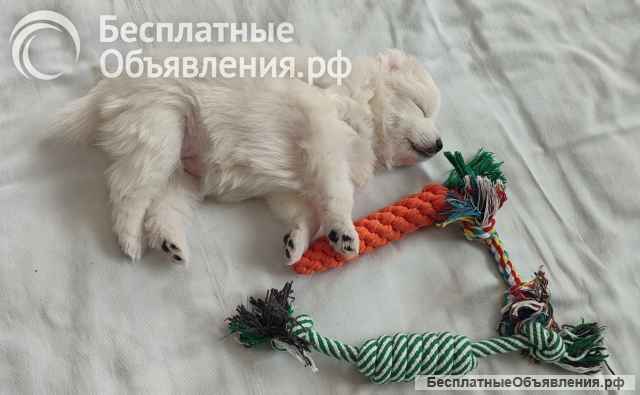 Японский шпиц щенки девочки