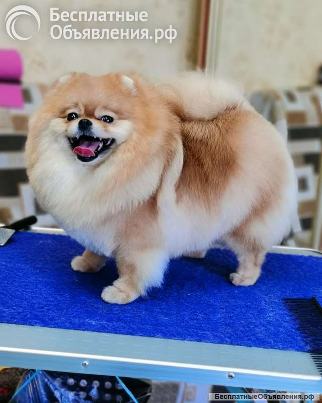 Щенки мини шпица в иркутске