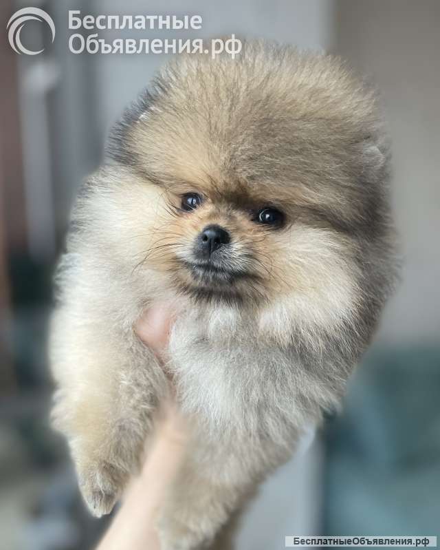 Щенки мини шпица в иркутске