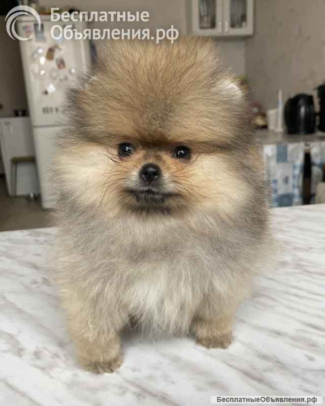 Щенки мини шпица в иркутске