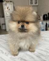 Щенки мини шпица в иркутске