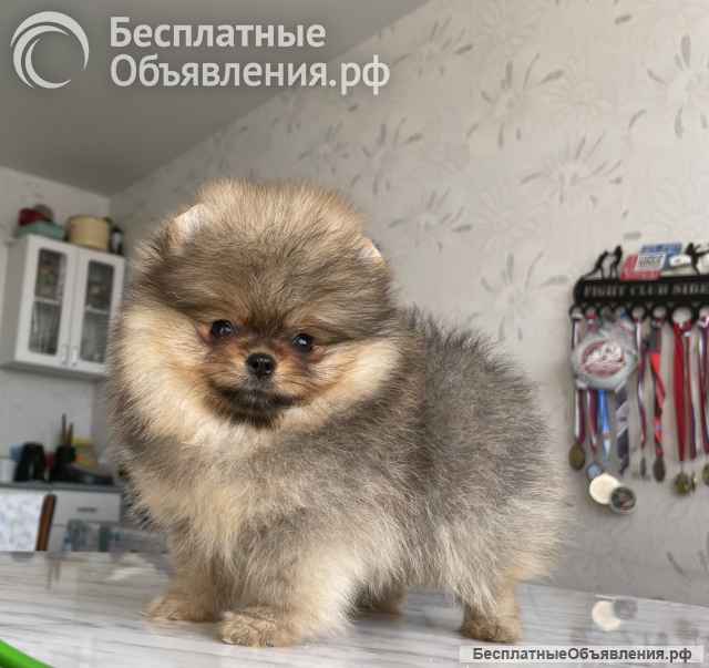 Щенки мини шпица в иркутске