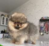 Щенки мини шпица в иркутске