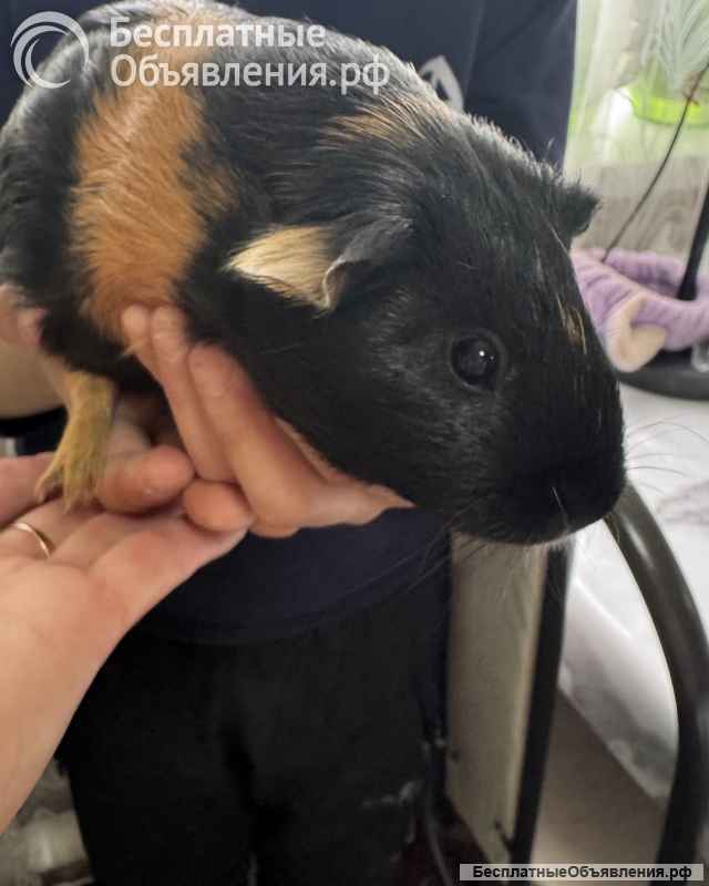 Двух замечательных морских свинок