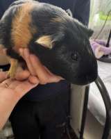 Двух замечательных морских свинок