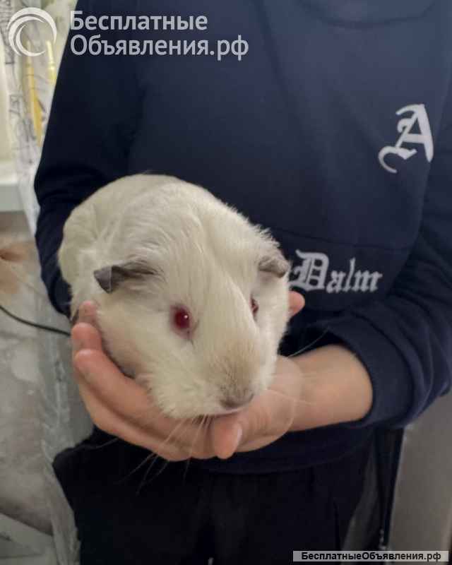 Двух замечательных морских свинок