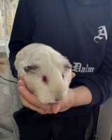 Двух замечательных морских свинок