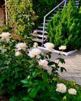 Пансионат "Троянда"