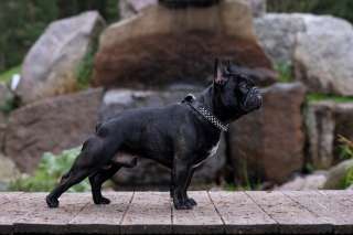 Французский бульдог очень дружелюбный и воспитанный парень готов для вязки