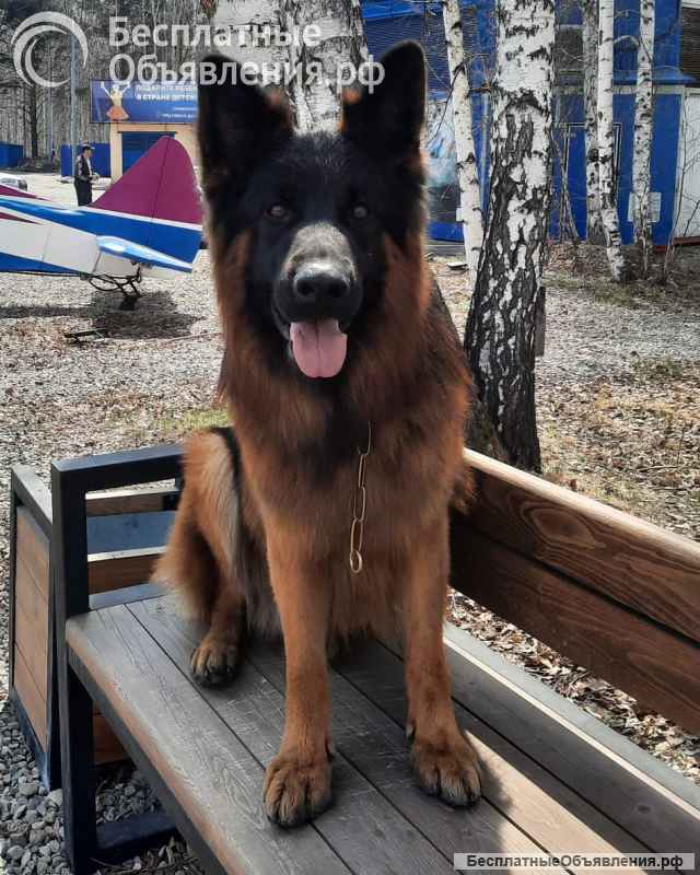 Щенок немецкой овчарки. Кобель