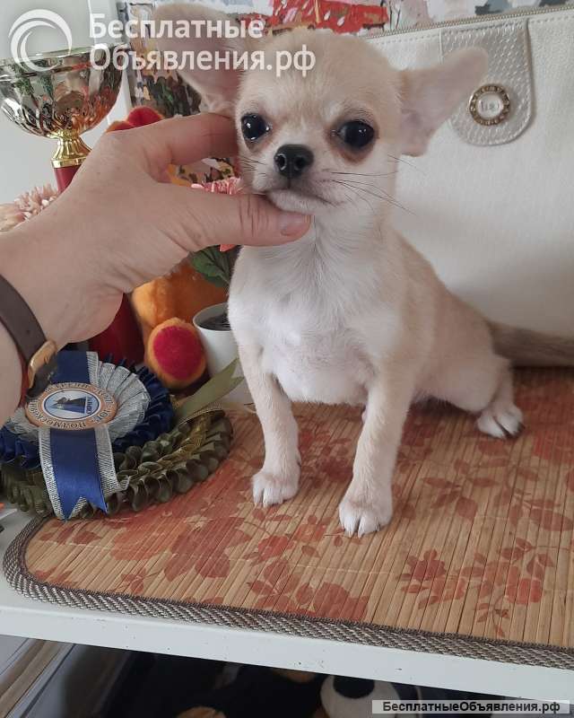 Красивый мальчик чихуахуа