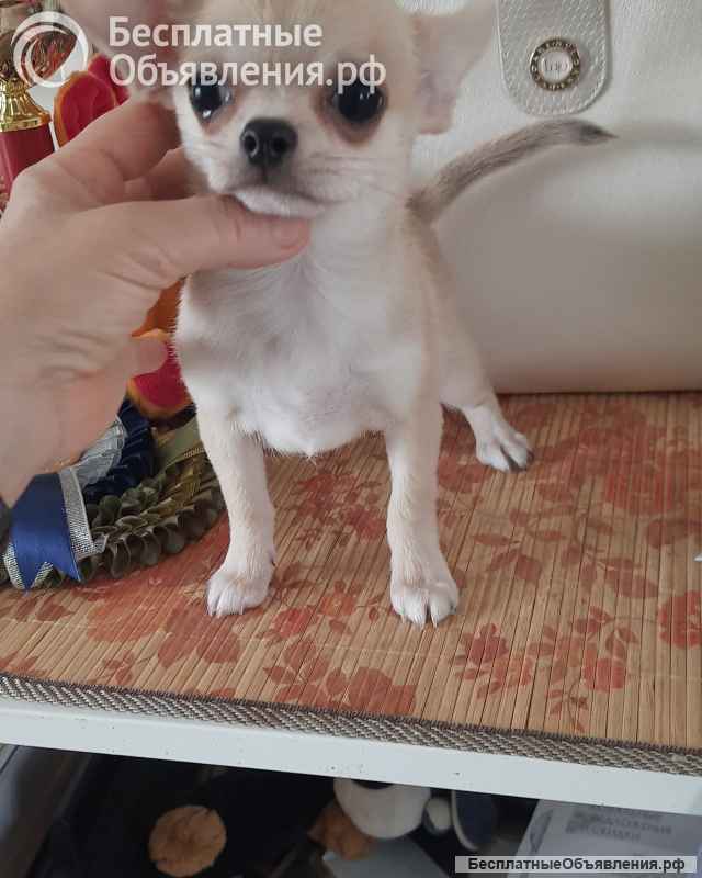 Красивый мальчик чихуахуа