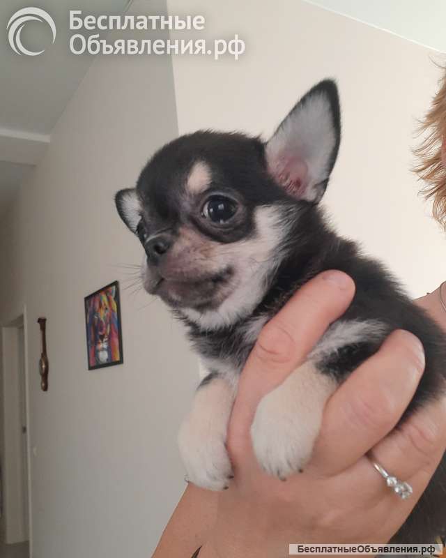 Черно- родпалый мальчик чихуахуа