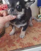 Черно- родпалый мальчик чихуахуа