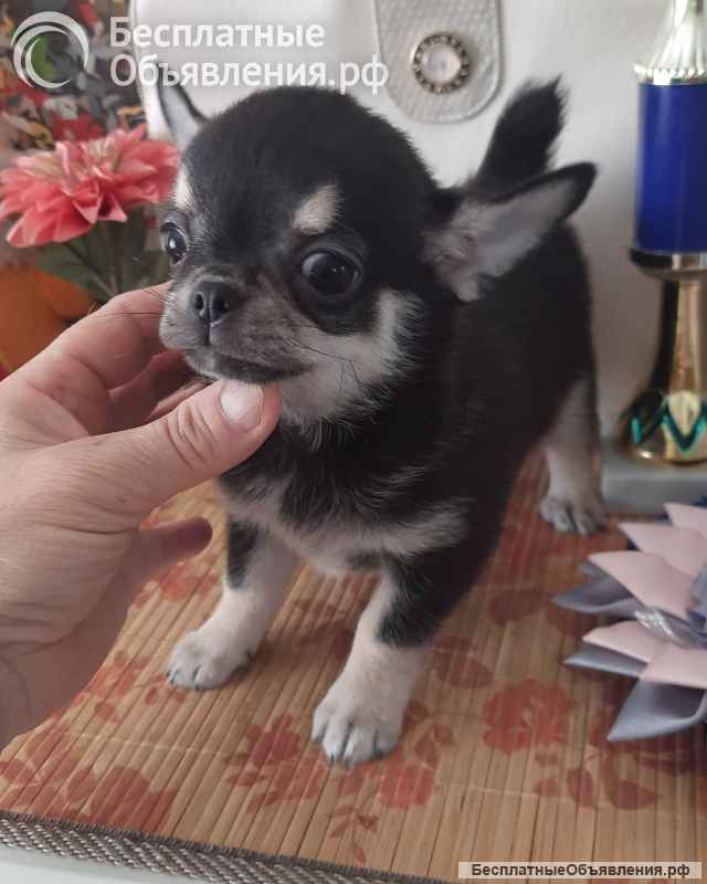 Черно- родпалый мальчик чихуахуа
