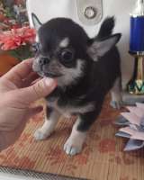 Черно- родпалый мальчик чихуахуа