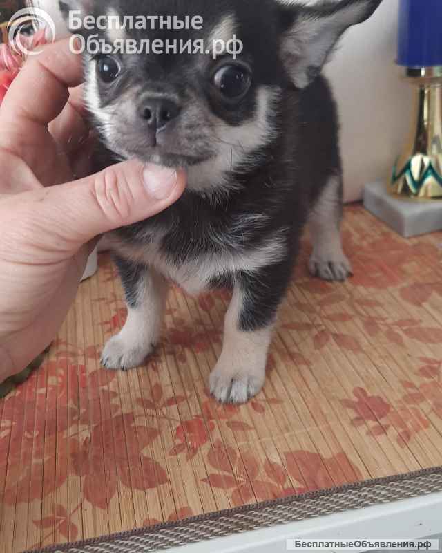 Черно- родпалый мальчик чихуахуа