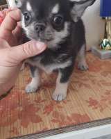 Черно- родпалый мальчик чихуахуа