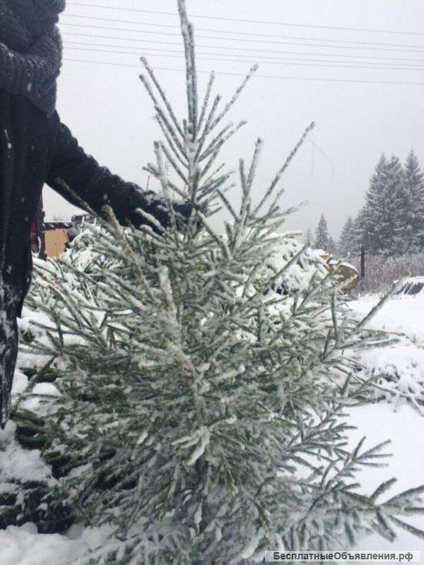 Пушистые ели с бесплатной доставкой
